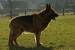 hundefotos deutscher_schaeferhund