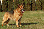 hundefotos deutscher_schaeferhund