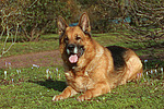 hundefotos deutscher_schaeferhund