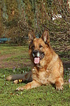 hundefotos deutscher_schaeferhund