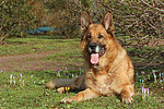 hundefotos deutscher_schaeferhund