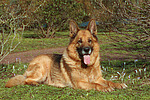 hundefotos deutscher_schaeferhund