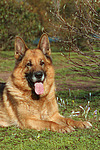 hundefotos deutscher_schaeferhund