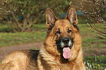 hundefotos deutscher_schaeferhund