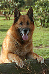 hundefotos deutscher_schaeferhund