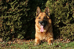 hundefotos deutscher_schaeferhund