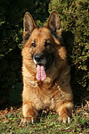 hundefotos deutscher_schaeferhund
