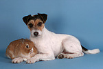 tierfreundschaft tierfreundschaft