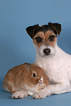 tierfreundschaft tierfreundschaft