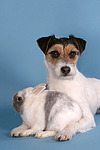 tierfreundschaft tierfreundschaft