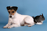 tierfreundschaft tierfreundschaft