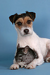 tierfreundschaft tierfreundschaft