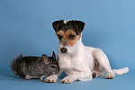 tierfreundschaft tierfreundschaft