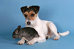 tierfreundschaft tierfreundschaft