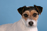 hundefotos parson_russell_terrier