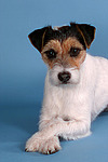 hundefotos parson_russell_terrier