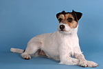 hundefotos parson_russell_terrier