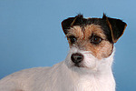hundefotos parson_russell_terrier