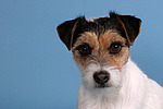 hundefotos parson_russell_terrier