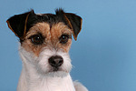 hundefotos parson_russell_terrier
