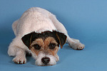 hundefotos parson_russell_terrier