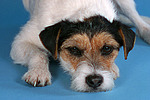 hundefotos parson_russell_terrier