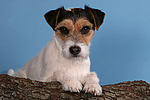 hundefotos parson_russell_terrier