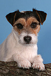 hundefotos parson_russell_terrier