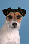 hundefotos parson_russell_terrier
