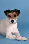 hundefotos parson_russell_terrier