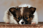 hundefotos papillon