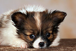 hundefotos papillon