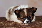 hundefotos papillon