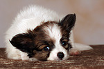hundefotos papillon
