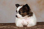 hundefotos papillon