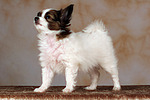 hundefotos papillon