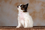 hundefotos papillon