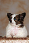 hundefotos papillon