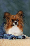 hundefotos papillon
