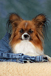 hundefotos papillon