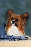 hundefotos papillon