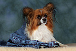 hundefotos papillon