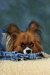 hundefotos papillon