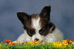 hundefotos papillon