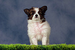 hundefotos papillon