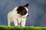 hundefotos papillon