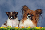 hundefotos papillon