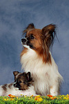 hundefotos papillon
