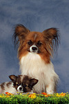 hundefotos papillon