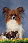 hundefotos papillon